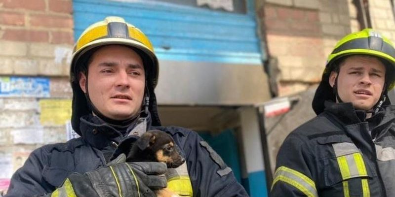 Спасатели из Днепра приютили щенка, которого вытащили из ловушки