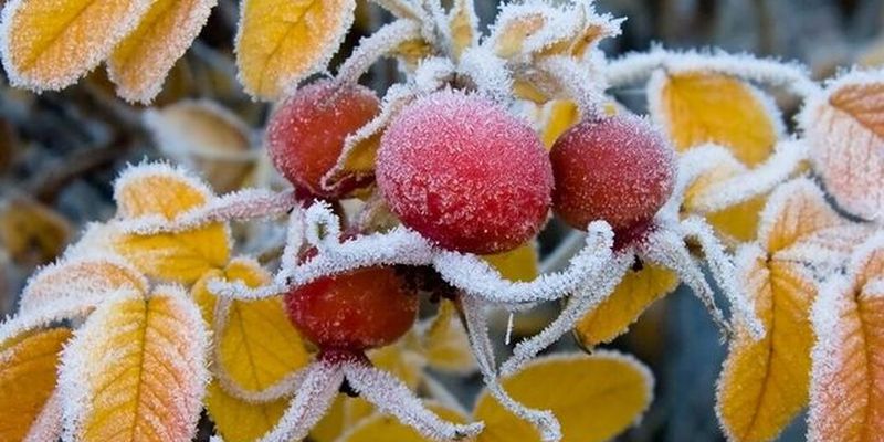 После жары сразу заморозки: появился прогноз погоды на осень в Украине