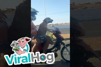 Пес прокатил на мотоцикле двух пассажиров