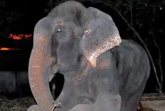 Слон плакал от радости, когда понял, что его освободили после 50 лет заточения
