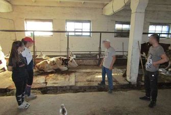 Хотів викрасти корову: під Києвом молодик вчинив розбій на фермі