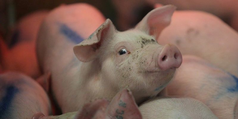 Свині у паризькому зоопарку вперше використали знаряддя праці