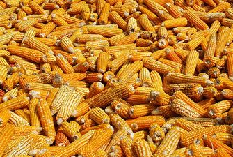 УЗА не бачить передумов для визначення граничного обсягу експорту кукурудзи
