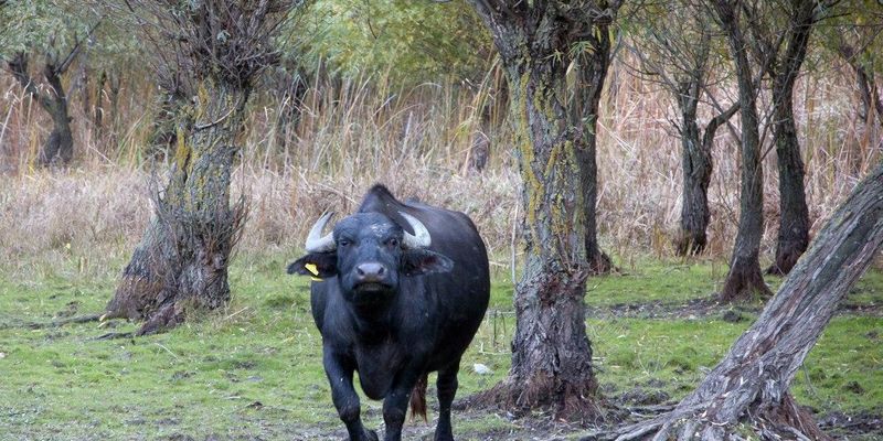 В Тернополе из зооуголка парка сбежали буйволы и разгуливали по дороге