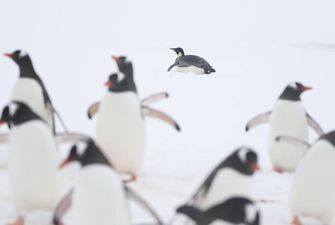Вчені століття приховували "проституцію" серед пінгвінів – ЗМІ