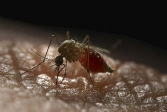 Створили комарів, які здатні зупинити смертельну лихоманку