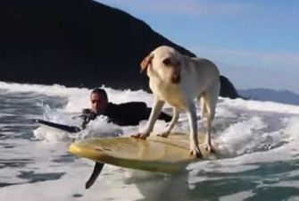 Пес-серфингист мастерски «ловит волну»