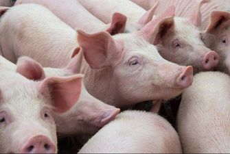 Кількість свиней у сільгосппідприємствах перетнула рекордну позначку