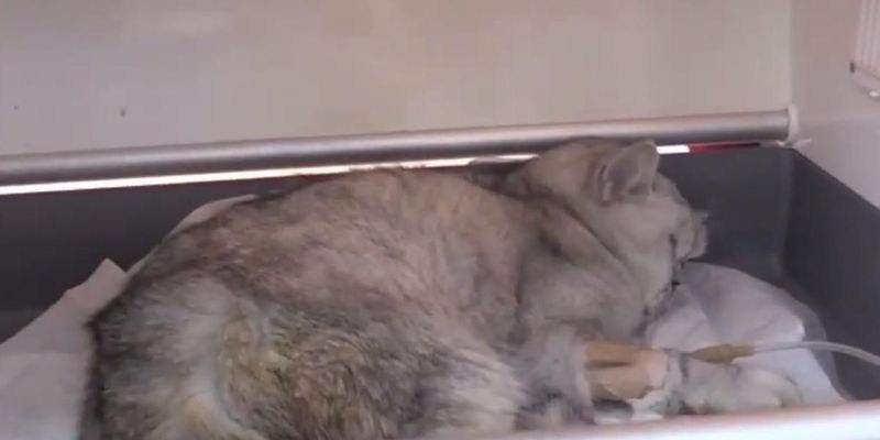 У Туреччині кіт провів 49 днів під завалами після землетрусу: в якому стані тварина