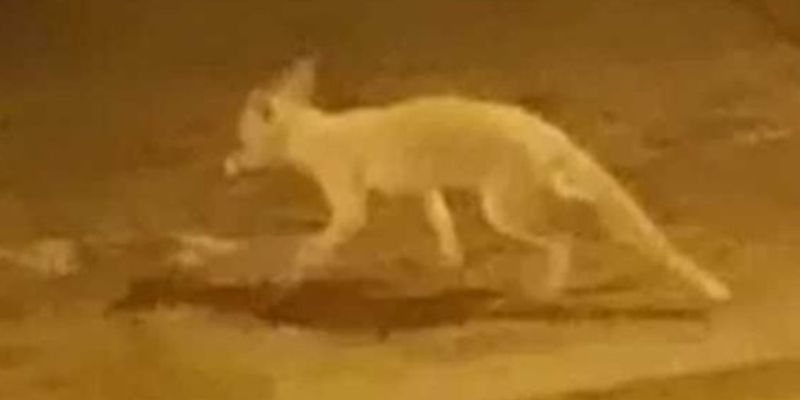 Житель Лондона снял на видео редчайшую белую лису