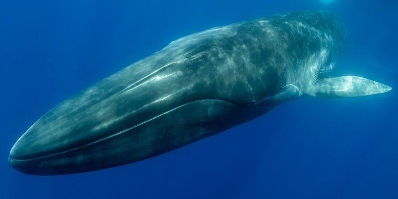 Хуже яда Медичи. Синие киты съедают ужасающие 43 кг микропластика в день