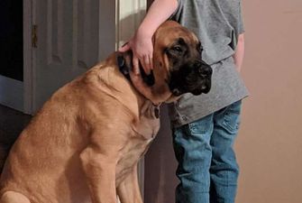 Мальчика поставили в угол, собака пришла его поддержать: трогательное фото с четвероногим другом
