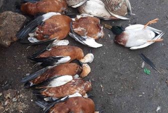 Міжнародний скандал загрожує Україні через масову загибель червонокнижних птахів у заповіднику "Асканія-Нова"