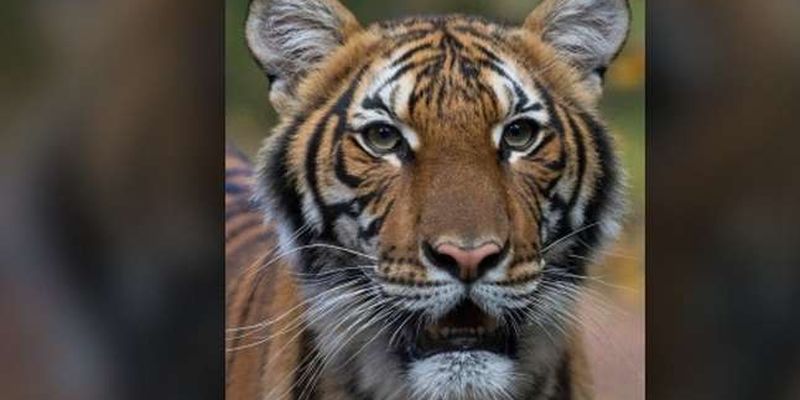 Тигриця у зоопарку Нью-Йорка заразилася коронавірусом від людини