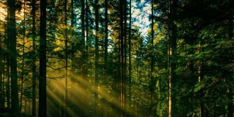 На Черкасчине частично разрешили посещать леса – что остается запрещенным
