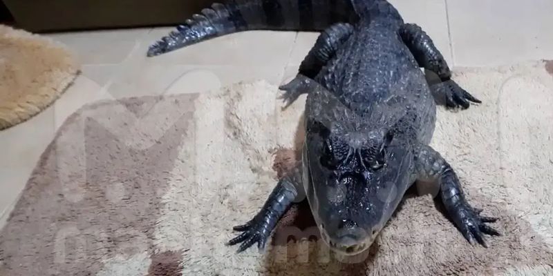 Крокодил Гоша вышел на "боевое задание" в российской Туле, его разыскивают