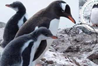 200-летие открытия Антарктиды в Украине отметили почтовой маркой с пингвином