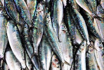 Виручка від експорту української риби збільшилися на 61%