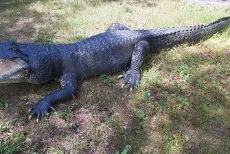 У Миколаївський зоопарк повернувся крокодил-довгожитель