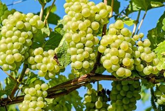 «Удар по организму»: эксперт поведал об опасности винограда