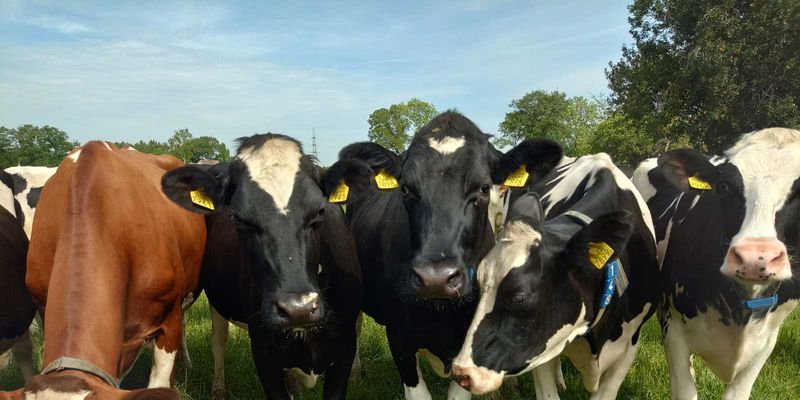 Промислове поголів’я корів скоротилося на 8,4% та налічує 385,1 тис. голів - АВМ