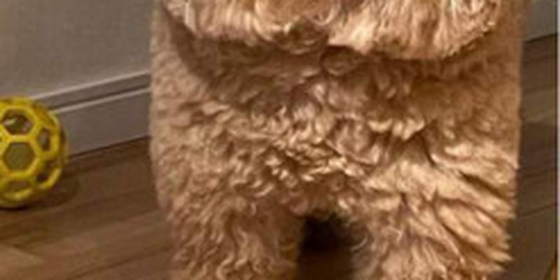 В Японии обнаружена квадратная собака, которая стала мемом о героях популярной игры Among Us