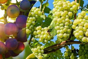 Как правильно обрезать виноград весной: хитрый фокус обеспечит богатый урожай