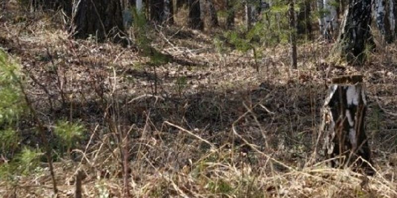 В лесополосе на Львовщине обнаружили труп