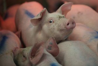 В Украине начали падать закупочные цены на свинину