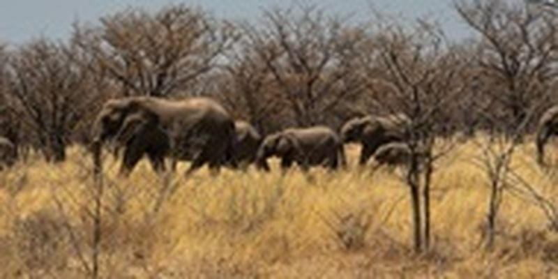 Ботсвана угрожает Германии слонами - ВВС