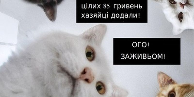 Переписала все на кота: яркие фотожабы на повышение пенсий и открытие рынка земли в Украине