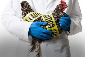 Молдова заборонила м'ясо птиці та яйця з України