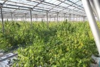 На Прикарпатье нашли плантацию марихуаны в четыре гектара