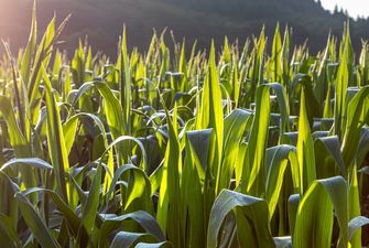 Цьогріч в Україні прогнозується суттєвий спад урожайності кукурудзи, соняшника та сої