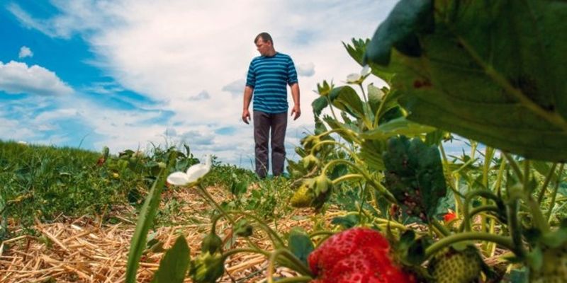 В Польше фермеры заинтересованы в украинских работниках – польский министр
