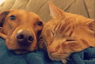 Таємне життя домашніх тварин: що робили собака і кішка без господарів, милі фото