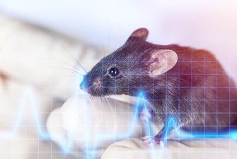 В космос отправят генно-модифицированных мышей