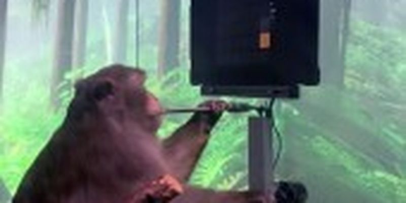 Без джойстика: з'явилось відео, як мавпа із чипом у мозку грає в відеоігри
