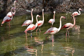 Новые зоны комфорта и пляжи: в Киевском зоопарке на свои летние озерные угодья вернулись розовые фламинго. Фото и видео