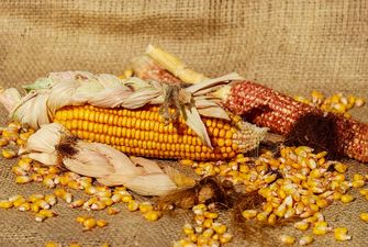 Уповільнення експорту з Аргентини підтримує ціни на сою та кукурудзу в Україні