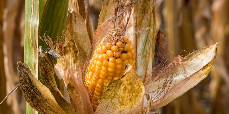 На Черкащині та Київщині кукурудза перебуває в незадовільному стані
