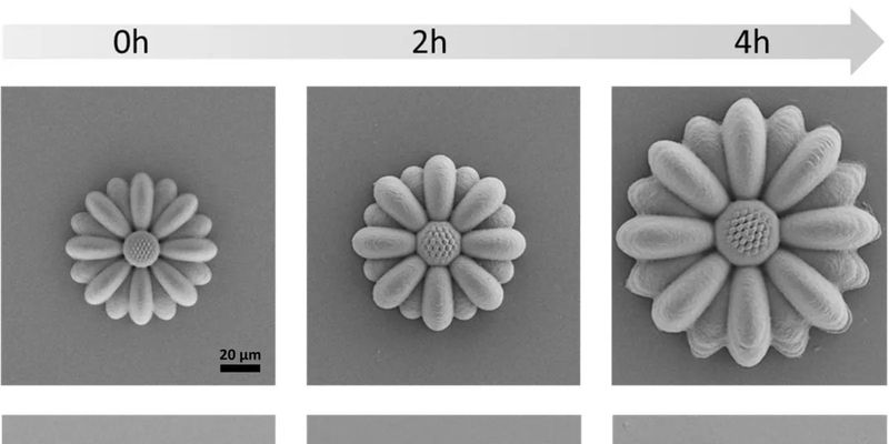 Ученые создали микроскопических существ из "умного" полимера: они растут и помнят