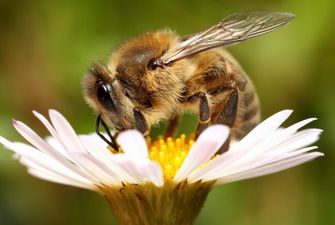 Рекорд книги Гиннеса: В Китае на мужчину посадили 63 килограмма живых пчел