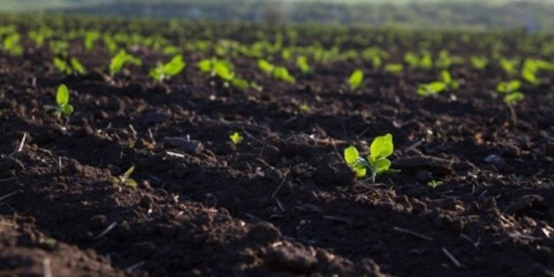 МХП возрождает плодородие украинских почв