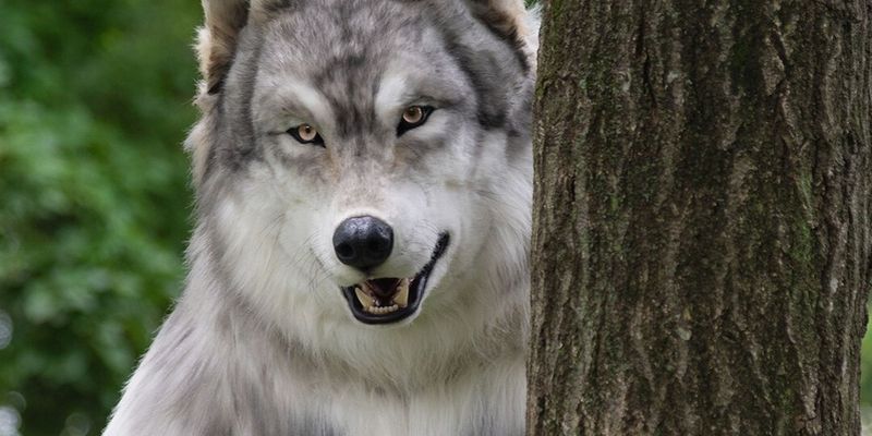Японец перевоплотился в волка за 24 тысячи долларов