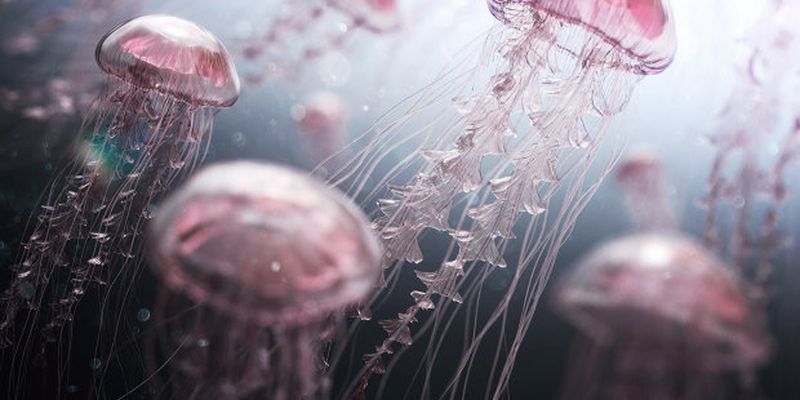 У Парижі відкрили виставку медуз. 45 видів морських істот під одним дахом - приголомшливе видовище