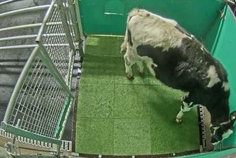 Приучили коров к туалету: в Германии придумали, как уменьшить выбросы парниковых газов, видео