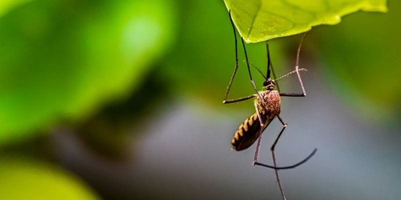В Харькове зарегистрирован завозной случай тропической малярии
