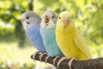 Как попугаи научились разговаривать?