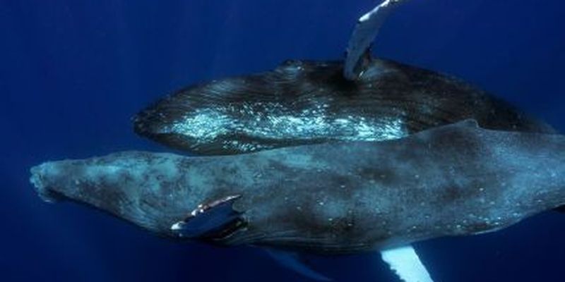 Горбатых китов впервые сфотографировали во время секса: оба были самцами